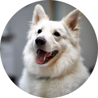 Newton, Mascotte de la clinique