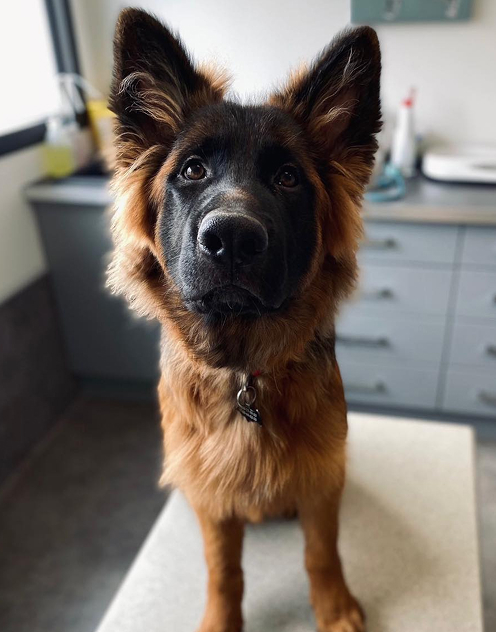 V&eacute;t&eacute;rinaire au tignet